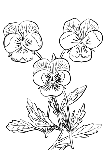 Three Pansies Coloring Page